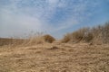 Dunes of Jurmala, Latvia
