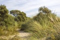 The dunes landscape in Haamstede, the Netherlands Royalty Free Stock Photo