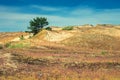 Dunes in Lithuania Royalty Free Stock Photo