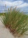Dunes with marram grass Ammophila arenaria.