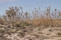 Dunes at the mouth of the Ebro river in the Ebro Delta Natural Park. Vegetation on the beachfront Royalty Free Stock Photo