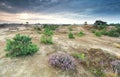 Dunes with pine trees and flowering heather Royalty Free Stock Photo