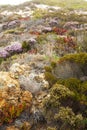 Dunes' plants