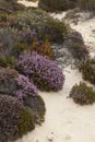 Dunes' plants