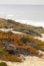 Dunes' plants