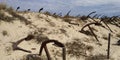 Dunes of Praia do Barril beach, Tavira, Algarve, Portugal