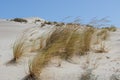 Dunes Of Sand And Bushs Royalty Free Stock Photo