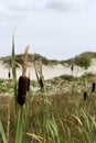 The dunes of Schiermonnikoog Royalty Free Stock Photo