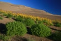 Dunes Sunflowers and Tumbleweeds