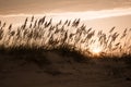 Dunes at Sunset