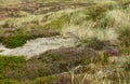 Dunes of Sylt island. Germany.