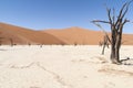 Dunes and trees in Namib Desert Royalty Free Stock Photo