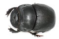 Dung beetle