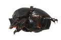 Dung beetle Royalty Free Stock Photo