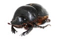 Dung beetle Royalty Free Stock Photo