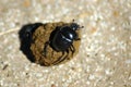 Dung Beetle