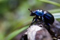 Dung beetle Royalty Free Stock Photo