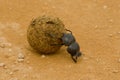 Dung beetle Royalty Free Stock Photo