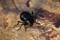 Dung beetle