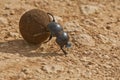 Dung beetle Royalty Free Stock Photo