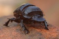 Dung Beetle