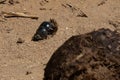 Dung beetle in the Addo Elephant National Park, near Port Elizabeth, South africa Royalty Free Stock Photo