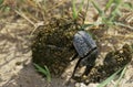 Dung Beetle, Adult, rolling dung Ball, Kenya Royalty Free Stock Photo