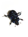 Dor beetle Anoplotrupes stercorosus underside Royalty Free Stock Photo