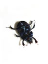 Dor beetle Anoplotrupes stercorosus underside Royalty Free Stock Photo