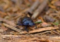 Dung-beetle Royalty Free Stock Photo