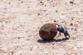 Dung Beetle Royalty Free Stock Photo