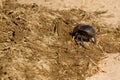 Dung beetle burrowing into some elephant dung Royalty Free Stock Photo