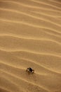 A Dung Beetle in the desert