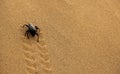 A Dung Beetle in the desert