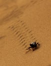 A Dung Beetle in the desert