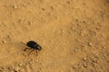 A Dung Beetle in the desert