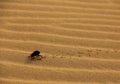 A Dung Beetle in the desert