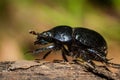 Dung beetle on the forest floor