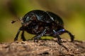 Dung beetle on the forest floor Royalty Free Stock Photo