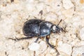 Dung beetle, Geotrupes stercorosus Scr. Royalty Free Stock Photo