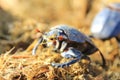 Dung Beetle - Got to love your job 2 Royalty Free Stock Photo