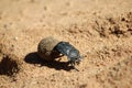 Dung Beetle - Got to love your job Royalty Free Stock Photo