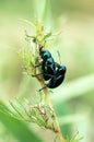 Dung beetle on grass