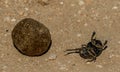 A dung beetle that has fallen off the dung ball Royalty Free Stock Photo