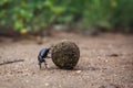 Dung beetle in Kruger National park, South Africa Royalty Free Stock Photo