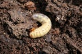 Dung beetle larva, Western High Plateau, Cameroon