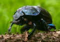 Dung beetle