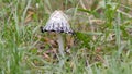 dung beetle mushroom among the grass Royalty Free Stock Photo