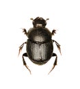 Dung Beetle Onthophagus on white Background