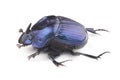 Dung beetle (Phanaeus furiosus) isolated on white background Royalty Free Stock Photo